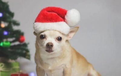 Navidad perruna: ¿cómo cuidar a las mascotas?
