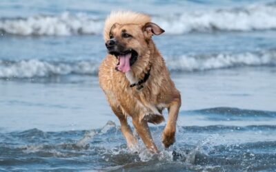 Las Grutas ya tiene una playa exclusiva para perros