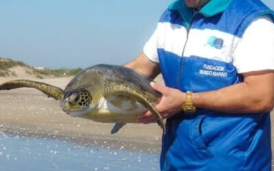 Devolvieron una tortuga marina al mar argentino