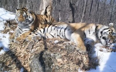 Dos tigres protagonizaron una gran historia de amor