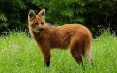 Grabaron a un animal en peligro de extinción en Córdoba