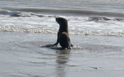 Rescataron y liberaron a un lobito de mar en San Clemente