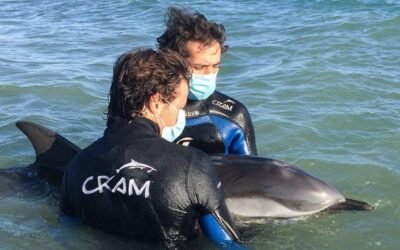 ¿Qué hacer en caso de encontrar un delfín en la playa?