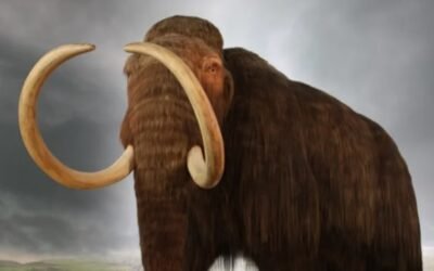 Científicos avanzan en la resurrección del mamut