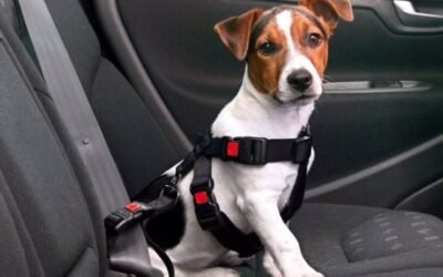 Vacaciones con mascotas: todo lo que hay que saber