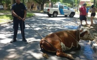 Rescataron a una vaca en plena zona urbana