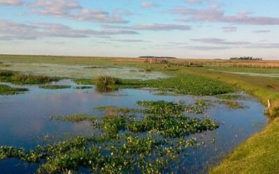 Día Mundial de los Humedales: por qué se celebra y en qué regiones argentinas se encuentran