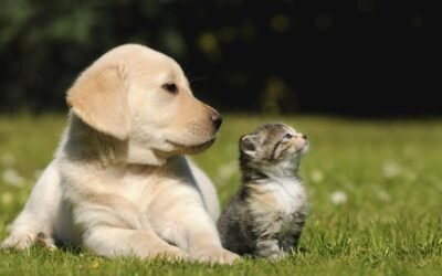 Continúan las castraciones gratuitas en Tres Arroyos