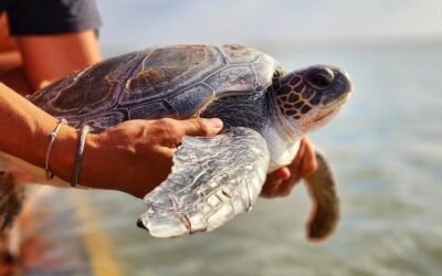 Rescataron y liberaron a una tortuga marina en Bahía Blanca