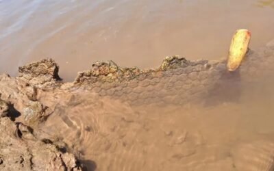 Hallan restos de un gliptodonte en Córdoba