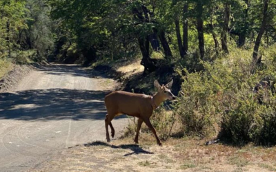 Luego de tres décadas, hallaron un huemul en el Parque Nacional Lanín