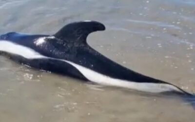 Apareció un delfín antártico en Las Grutas