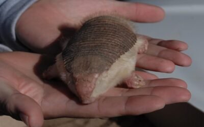 Reinsertaron a un pichiciego en su hábitat