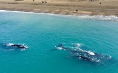 Una playa argentina, entre las mejores de Sudamérica
