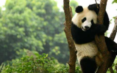 Se celebra el Día Mundial de la Vida Silvestre