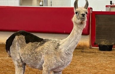 Whitetop, la llama que alegra a los niños