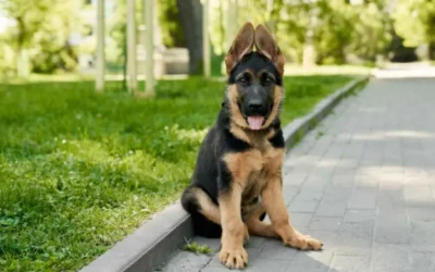 Se realiza una nueva Jornada de Adopción de Perros y Gatos