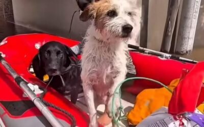 Un voluntario rescató a más de 200 animales en Bahía Blanca