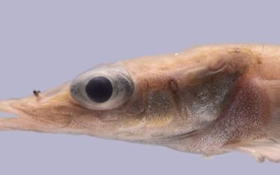 Encontraron una nueva especie de pez dragón en la Antártida