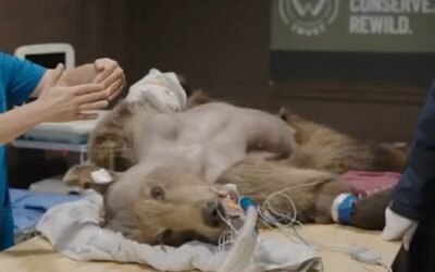 Un oso fue operado de manera exitosa de una hidrocefalia