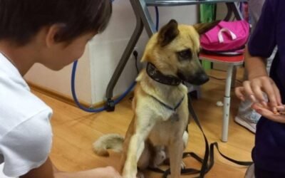 En medio de la guerra, ayuda a recuperarse a los chicos con sus perros