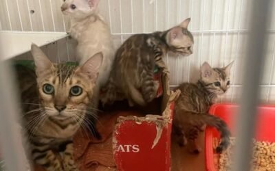 Rescataron a más de 30 animales abandonados