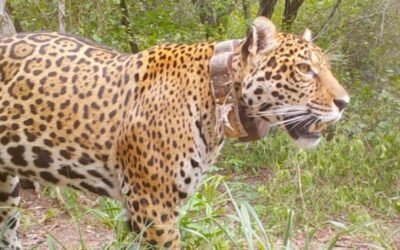 Liberaron a «Miní», la yaguareté que esperanza a la especie