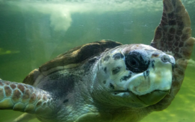 Un tortugo volvió al mar después de 40 años
