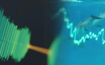 Hablar con delfines, la gran meta de Google