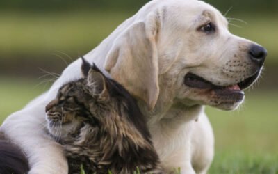 Día del Animal en la Argentina: por qué se celebra el 29 de abril