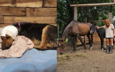 Jaulas Vacías, una ONG que rescata animales: “Era una casa de familia y se resignó la paz para ayudar”