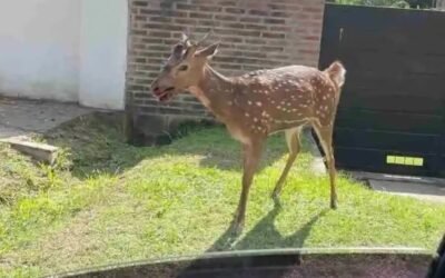 Rescataron a un ciervo en Villa Carlos Paz