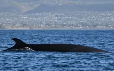 Después de un siglo, Chubut recibe a las ballenas “sei”