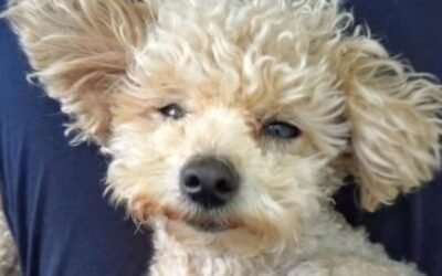 Iban a sacrificar a un perro, pero el pueblo se movilizó para salvarlo