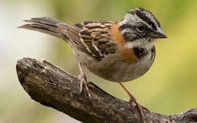 La voz de los pájaros para salvar a las especies amenazadas