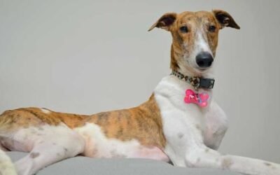 “Adoptá un galgo”, la ONG que protege a la raza de perros