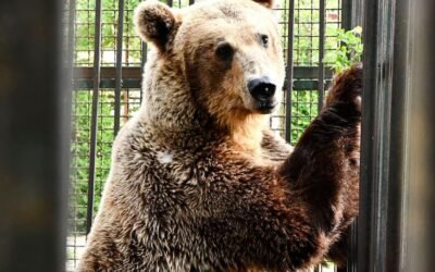 Rescataron a un oso que estuvo dos años enjaulado