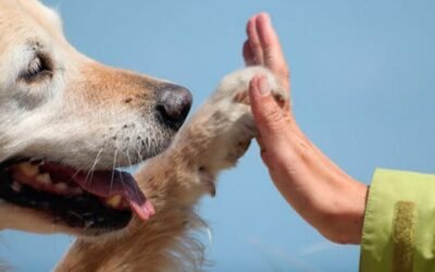 Suman perros para medicina terapéutica en un hospital