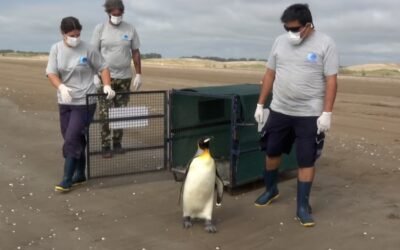 Un pingüino rey volvió al mar tras un periodo de recuperación de seis meses