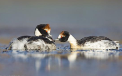Liberaron a aves patagónicas al borde de la extinción