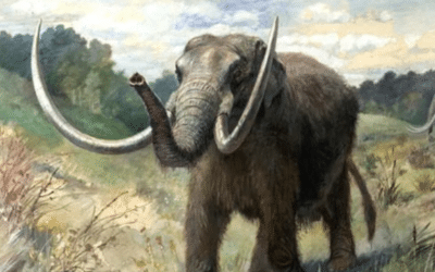 Un pescador halló el cráneo de un mastodonote