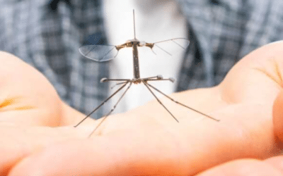 Crean un «robo-insecto» para cuidar el medio ambiente