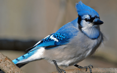 Liberaron a más de 90 aves en Córdoba