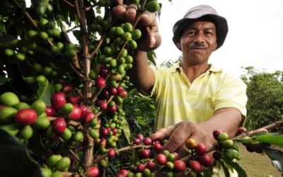 El café podría acelerar el crecimiento de los bosques