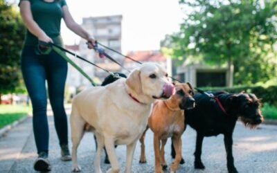 Multas para aquellos que abandonen a sus perros