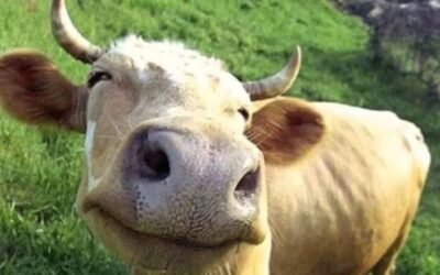 Una científica argentina logró un avance para frenar la muerte de vacas