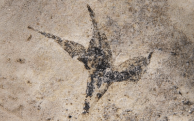 Hallaron la flor más antigua del país