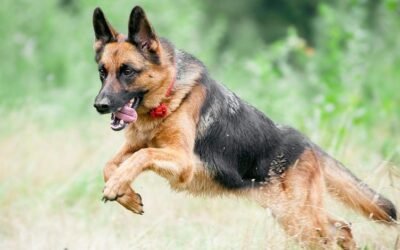 Día Nacional del Perro: por qué se celebra y cuáles son las razas de nuestro país