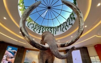 Encontraron un colmillo de mamut de 40 mil años