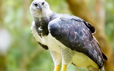 Reapareció un águila poderosa en la selva misionera